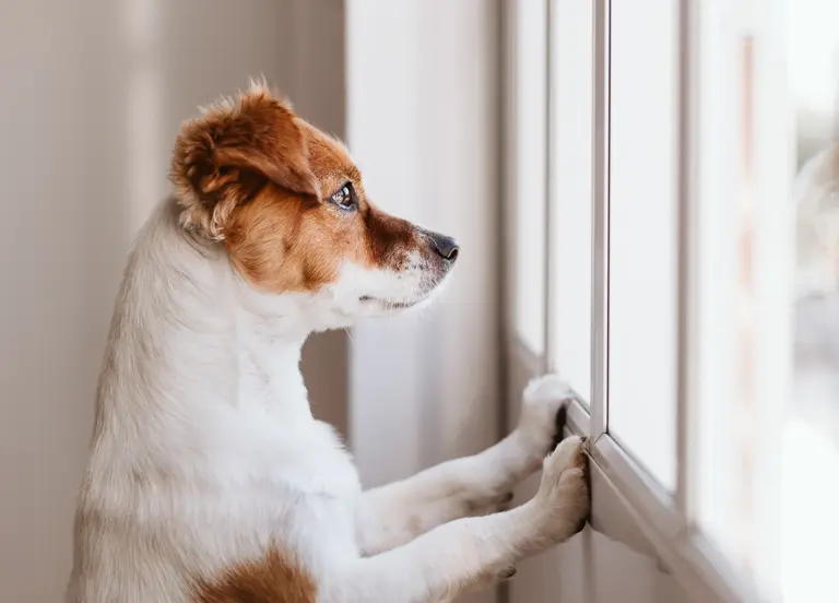 Small dog standing on two legs by the window